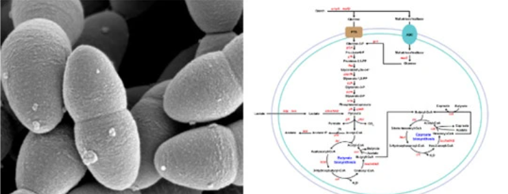 62381da79ec8b.png image.png